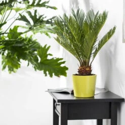 Palmfarn, Topf-Ø 21 Cm, Höhe Ca. 50-70 Cm 10 Palmfarn, Topf-Ø 21 Cm, Höhe Ca. 50-70 Cm -Madison Verkäufe 0220107189 Cycas revoluta 10 17cm 60cm3