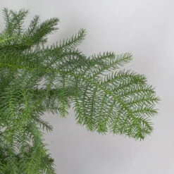 Zimmertanne, 3er Tuff, Topf-Ø 27 Cm, Höhe Ca. 100 Cm -Madison Verkäufe 0220107287 0220107702 0220108509 Araucaria heterophylla 116329