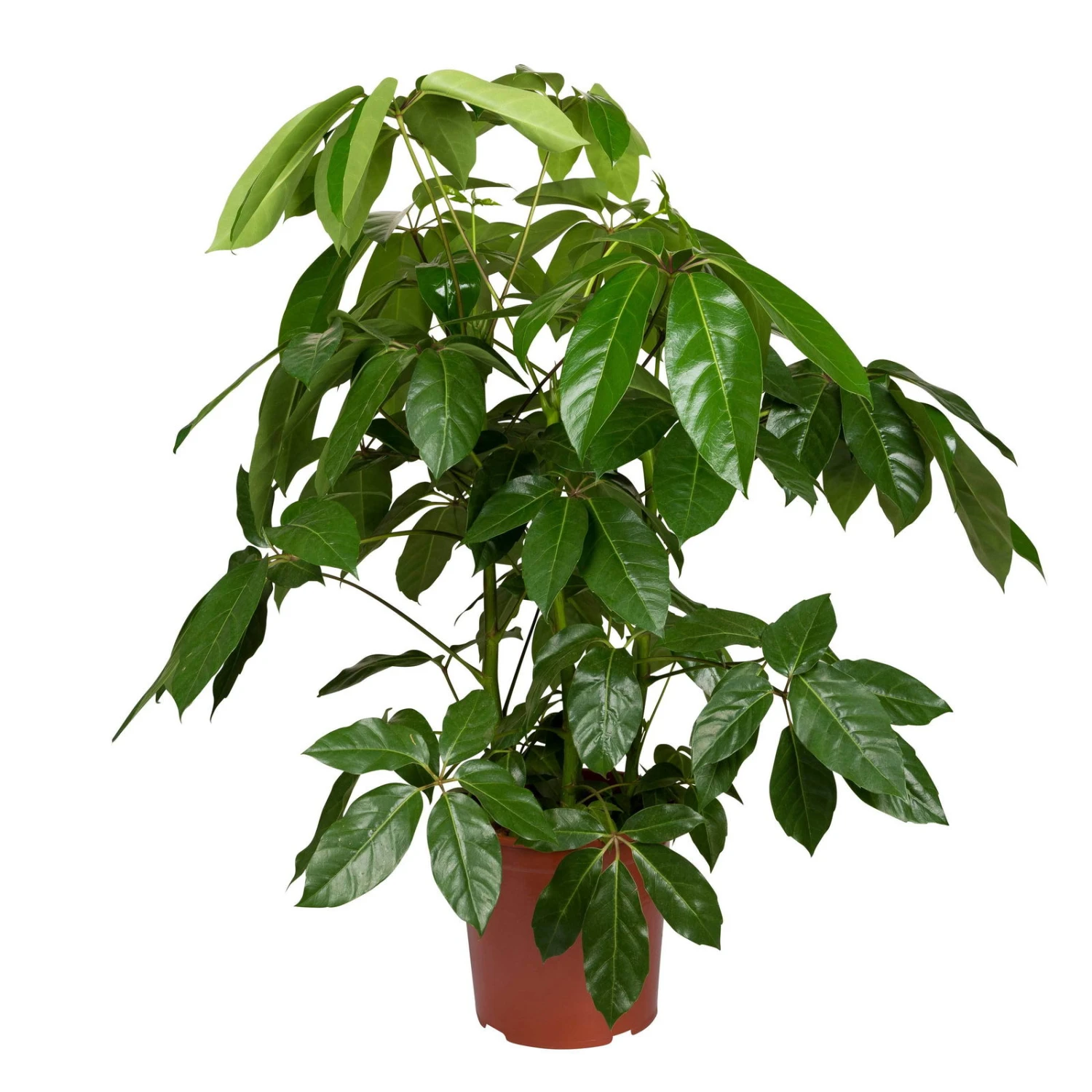 Schefflera Actinophylla 'Amate', Topf-Ø 30 Cm, Höhe Ca. 100 - 130 Cm 3 Schefflera Actinophylla 'Amate', Topf-Ø 30 Cm, Höhe Ca. 100 - 130 Cm