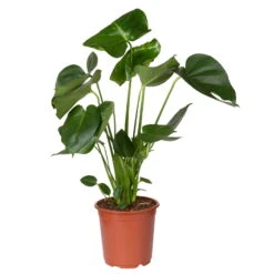 Monstera Deliciosa, Topf-Ø 21 Cm, Höhe Ca. 50-70 Cm -Madison Verkäufe 0220107660 Monstera Busch 2