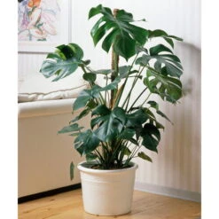 Monstera Deliciosa, Topf-Ø 21 Cm, Höhe Ca. 50-70 Cm -Madison Verkäufe 0220107660 Monstera Busch