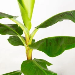 Bananenpflanze 'Dwarf Cavendish' Im Korb Gaby, Topf-Ø 21 Cm, H: Ca. 60-80 Cm -Madison Verkäufe 0220108142 Musa Dwarf Cavendish im Dekokorb Gaby T21 WS 3 94187