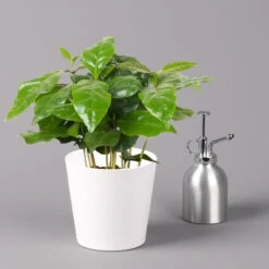 Kaffeestrauch Mit Keramiktopf Dallas Weiß, Topf-Ø 12cm, Höhe Ca. 25 Cm, 2er-Set -Madison Verkäufe 0220108253 Coffea arabica Dallas weiss 3