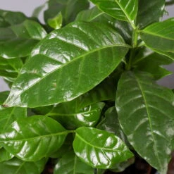 Kaffeestrauch Mit Keramiktopf Dallas Weiß, Topf-Ø 12cm, Höhe Ca. 25 Cm, 2er-Set -Madison Verkäufe 0220108253 Coffea arabica Dallas weiss 4