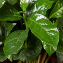 Kaffeestrauch Mit Keramiktopf Dallas Weiß, Topf-Ø 12cm, Höhe Ca. 25 Cm, 2er-Set -Madison Verkäufe 0220108253 Coffea arabica Dallas weiss 5