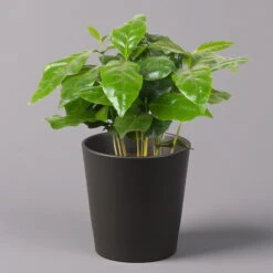 Kaffeestrauch Mit Keramiktopf Anthrazit, Topf-Ø 12cm, Höhe Ca. 25 Cm, 2er-Set 12 Kaffeestrauch Mit Keramiktopf Anthrazit, Topf-Ø 12cm, Höhe Ca. 25 Cm, 2er-Set -Madison Verkäufe 0220108270 Coffea arabica Dallas anthrazit 1