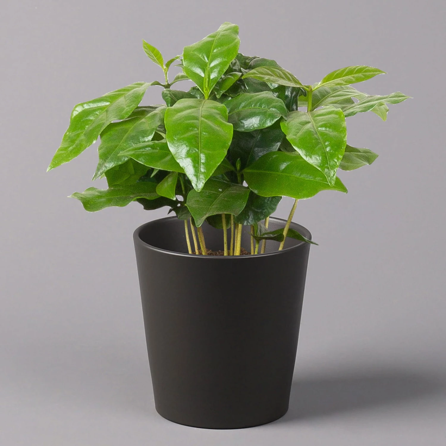 Kaffeestrauch Mit Keramiktopf Anthrazit, Topf-Ø 12cm, Höhe Ca. 25 Cm, 2er-Set 4 Kaffeestrauch Mit Keramiktopf Anthrazit, Topf-Ø 12cm, Höhe Ca. 25 Cm, 2er-Set – Bild 2