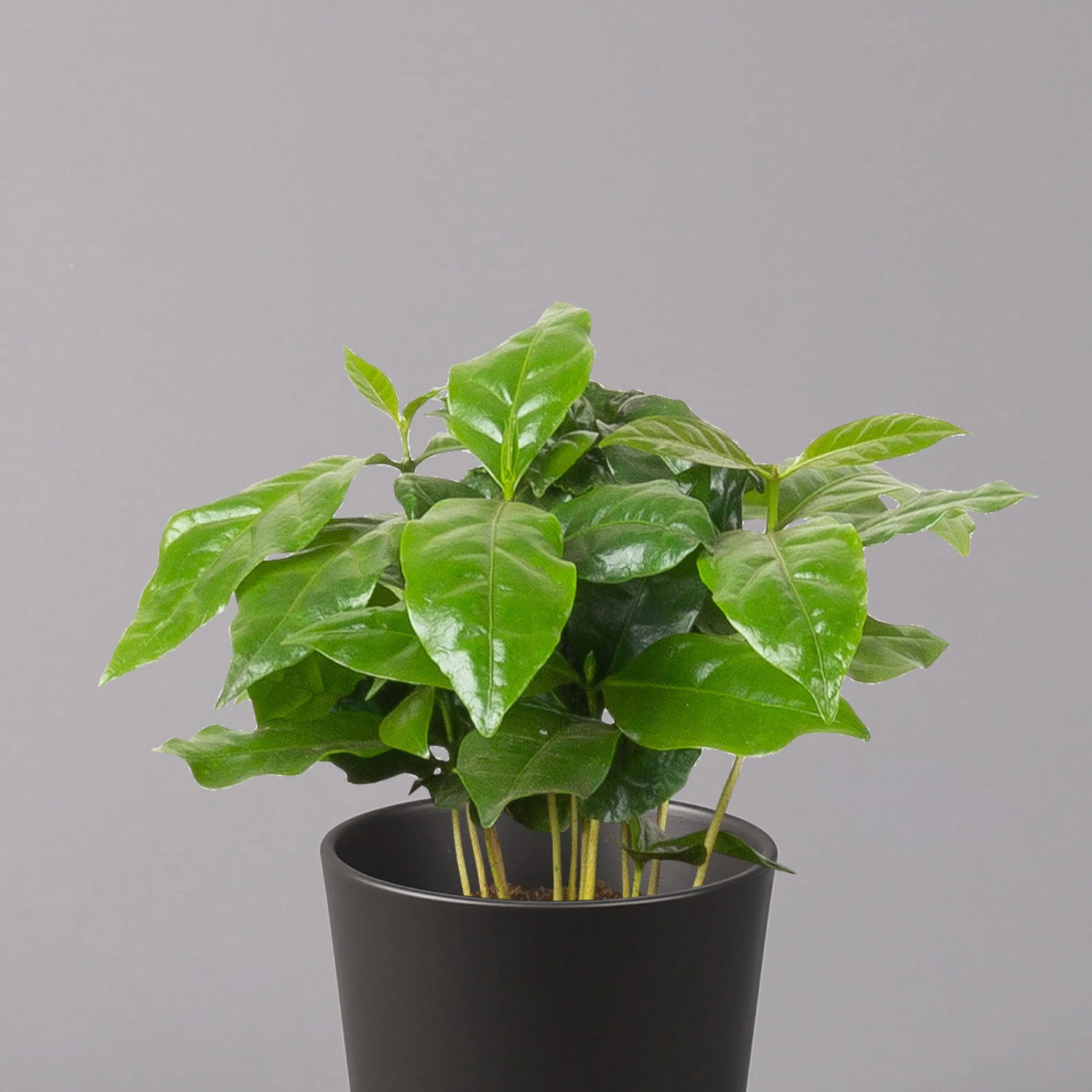 Kaffeestrauch Mit Keramiktopf Anthrazit, Topf-Ø 12cm, Höhe Ca. 25 Cm, 2er-Set 5 Kaffeestrauch Mit Keramiktopf Anthrazit, Topf-Ø 12cm, Höhe Ca. 25 Cm, 2er-Set – Bild 3