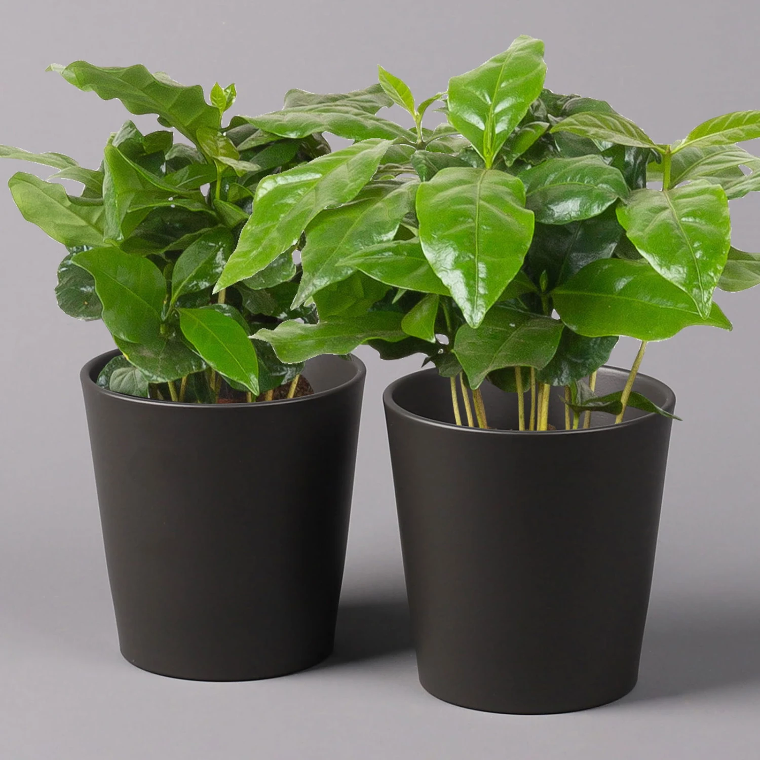 Kaffeestrauch Mit Keramiktopf Anthrazit, Topf-Ø 12cm, Höhe Ca. 25 Cm, 2er-Set 3 Kaffeestrauch Mit Keramiktopf Anthrazit, Topf-Ø 12cm, Höhe Ca. 25 Cm, 2er-Set