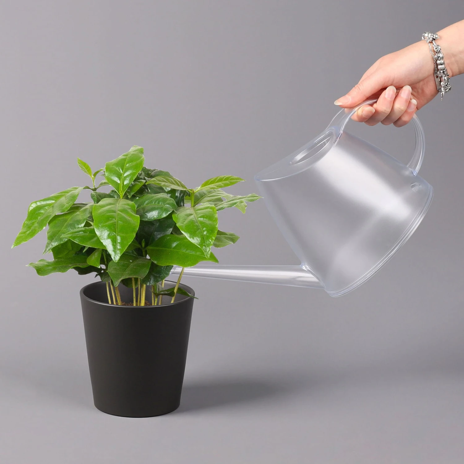 Kaffeestrauch Mit Keramiktopf Anthrazit, Topf-Ø 12cm, Höhe Ca. 25 Cm, 2er-Set 6 Kaffeestrauch Mit Keramiktopf Anthrazit, Topf-Ø 12cm, Höhe Ca. 25 Cm, 2er-Set – Bild 4