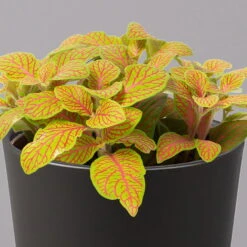 Fittonia 'Skeleton' Inkl. Keramiktopf Dallas Anthrazit, Topf-Ø 12 Cm, 2er-Set -Madison Verkäufe 0220108275 Fittonia Skeleton Topf Dallas anthrazit 2