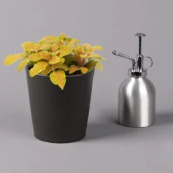 Fittonia 'Skeleton' Inkl. Keramiktopf Dallas Anthrazit, Topf-Ø 12 Cm, 2er-Set -Madison Verkäufe 0220108275 Fittonia Skeleton Topf Dallas anthrazit 3