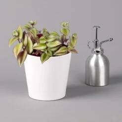 Dreimasterblume In Keramiktopf Weiß, Nach Verfügbarkeit, Topf-Ø 12 Cm, 3er-Set -Madison Verkäufe 0220108389 0220108391 Tradescantia Mix in uebertopf Dallas weiss 12cmT 1 123816