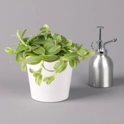 Dreimasterblume In Keramiktopf Weiß, Nach Verfügbarkeit, Topf-Ø 12 Cm, 3er-Set -Madison Verkäufe 0220108389 0220108391 Tradescantia Mix in uebertopf Dallas weiss 12cmT 2 123815