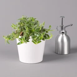 Dreimasterblume In Keramiktopf Weiß, Nach Verfügbarkeit, Topf-Ø 12 Cm, 3er-Set -Madison Verkäufe 0220108389 0220108391 Tradescantia Mix in uebertopf Dallas weiss 12cmT 123817