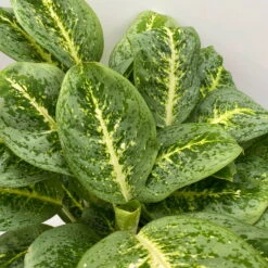 Aglaonema 'Lemon Mint', Topf-Ø 19 Cm, Höhe Ca. 45 Cm -Madison Verkäufe 0220108415 Aglaonema Lemon Mint T19 H45 7 125756