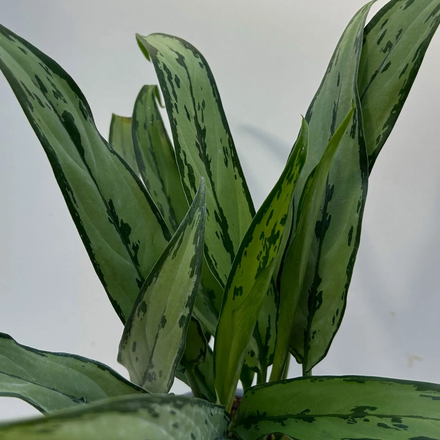 Aglaonema 'Cutlass', Mit Übertopf Dallas Weiß, Topf-Ø 12 Cm 6 Aglaonema 'Cutlass', Mit Übertopf Dallas Weiß, Topf-Ø 12 Cm – Bild 4