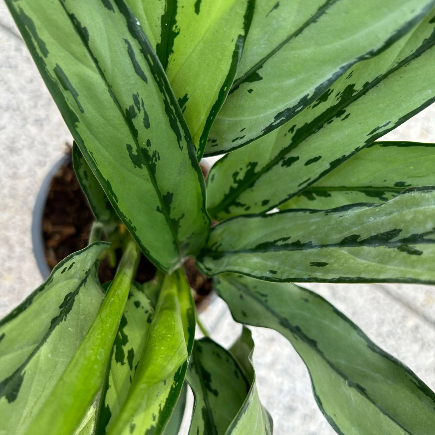 Aglaonema 'Cutlass', Mit Übertopf Dallas Weiß, Topf-Ø 12 Cm 4 Aglaonema 'Cutlass', Mit Übertopf Dallas Weiß, Topf-Ø 12 Cm – Bild 2