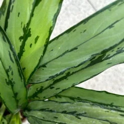 Aglaonema 'Cutlass', Mit Übertopf Dallas Weiß, Topf-Ø 12 Cm 19 Aglaonema 'Cutlass', Mit Übertopf Dallas Weiß, Topf-Ø 12 Cm -Madison Verkäufe 0220108452 T12 0220108593 Aglaonema Cutlass Dallas weiss 14cm 6 125634