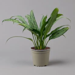 Aglaonema 'Cutlass', Mit Übertopf Dallas Weiß, Topf-Ø 12 Cm 21 Aglaonema 'Cutlass', Mit Übertopf Dallas Weiß, Topf-Ø 12 Cm -Madison Verkäufe 0220108452 T12 0220108593 Aglaonema Cutlass Dallas weiss 14cm f 126165