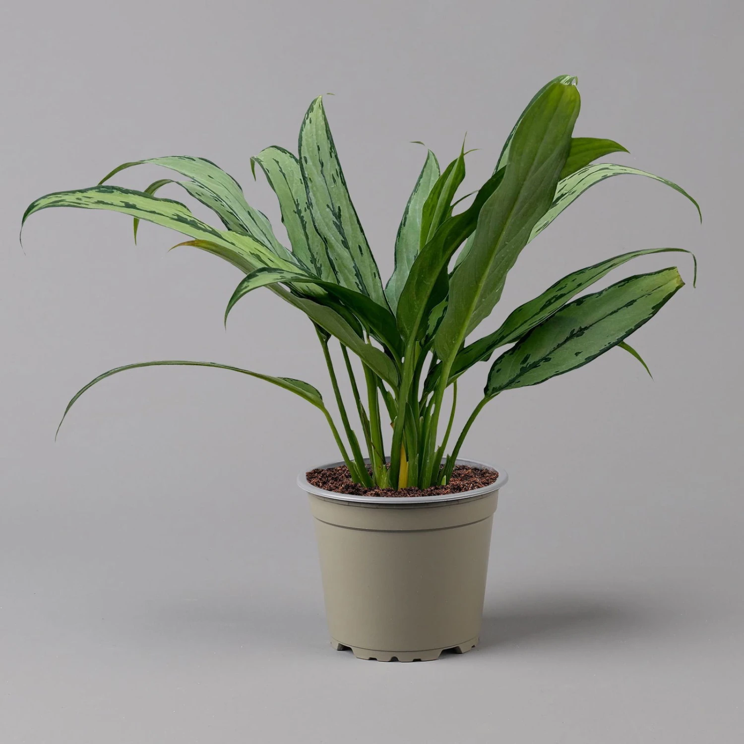 Aglaonema 'Cutlass', Mit Übertopf Dallas Weiß, Topf-Ø 12 Cm 9 Aglaonema 'Cutlass', Mit Übertopf Dallas Weiß, Topf-Ø 12 Cm – Bild 7