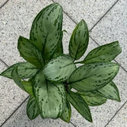 Aglaonema 'Maria Christina', Mit Übertopf Dallas Weiß, Topf-Ø 12 Cm -Madison Verkäufe 0220108453 T12 0220108599 Aglaonema Maria Christina Dallas weiss 14cm 2 125635