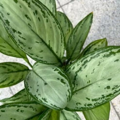 Aglaonema 'Maria Christina', Mit Übertopf Dallas Weiß, Topf-Ø 12 Cm -Madison Verkäufe 0220108453 T12 0220108599 Aglaonema Maria Christina Dallas weiss 14cm 3 125637