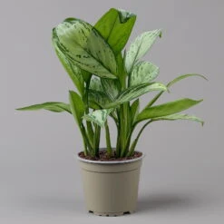 Aglaonema 'Maria Christina', Mit Übertopf Dallas Weiß, Topf-Ø 12 Cm -Madison Verkäufe 0220108453 T12 0220108599 Aglaonema Maria Christina Dallas weiss 14cm f 126168