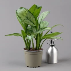 Aglaonema 'Maria Christina', Mit Übertopf Dallas Weiß, Topf-Ø 12 Cm -Madison Verkäufe 0220108453 T12 0220108599 Aglaonema Maria Christina Dallas weiss 14cm t 126167