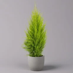 Zimmerzypresse 'Goldcrest Wilma', Topf-Ø 13 Cm, 3er-Set -Madison Verkäufe 0220108501 Cupressus Goldcrest Wilma 13cm 3er set z1 116546