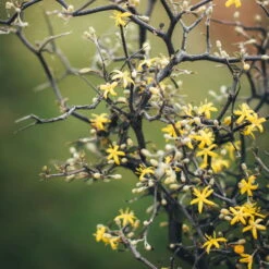 Zickzackstrauch Gefärbt Mit Glitzer, Lila, Topf-Ø 13 Cm, 2er-Set -Madison Verkäufe 0220108510 0220108511 0220108515 0220108516 0220108517 0220108518 0220108519 0220108520 Corokia 1 116837