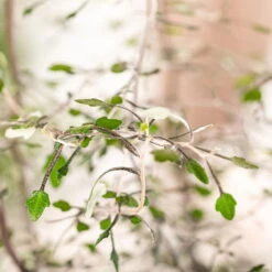 Zickzackstrauch Gefärbt Mit Glitzer, Lila, Topf-Ø 13 Cm, 2er-Set -Madison Verkäufe 0220108510 0220108511 0220108515 0220108516 0220108517 0220108518 0220108519 0220108520 Corokia 2 116838