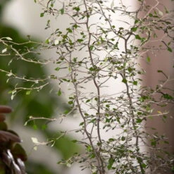 Zickzackstrauch, Topf-Ø 13 Cm, Höhe Ca. 25 Cm, 2er-Set -Madison Verkäufe 0220108510 0220108511 0220108515 0220108516 0220108517 0220108518 0220108519 0220108520 Corokia 3 116836 1