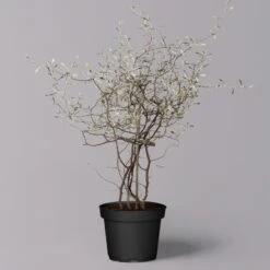 Zickzackstrauch, Topf-Ø 11 Cm, Höhe Ca. 20 Cm, 3er-Set -Madison Verkäufe 0220108516 Corokia cotoneaster 2 119863