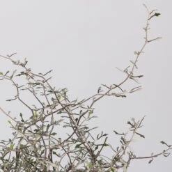 Zickzackstrauch, Topf-Ø 11 Cm, Höhe Ca. 20 Cm, 3er-Set -Madison Verkäufe 0220108516 Corokia cotoneaster 1 117166