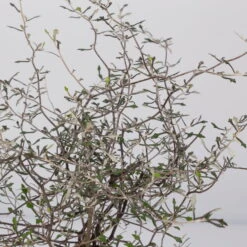 Zickzackstrauch, Topf-Ø 11 Cm, Höhe Ca. 20 Cm, 3er-Set -Madison Verkäufe 0220108516 Corokia cotoneaster 8 117167