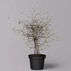 Zickzackstrauch, Topf-Ø 13 Cm, Höhe Ca. 25 Cm, 2er-Set -Madison Verkäufe 0220108517 Corokia cotoneaster 9 119865