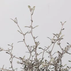 Zickzackstrauch, Topf-Ø 13 Cm, Höhe Ca. 25 Cm, 2er-Set -Madison Verkäufe 0220108517 Corokia cotoneaster 3 117168