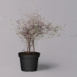 Zickzackstrauch Gefärbt Mit Glitzer, Lila, Topf-Ø 13 Cm, 2er-Set -Madison Verkäufe 0220108520 Corokia lila geglitzert 6 119867