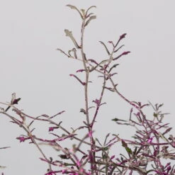 Zickzackstrauch Gefärbt Mit Glitzer, Lila, Topf-Ø 13 Cm, 2er-Set -Madison Verkäufe 0220108520 Corokia lila geglitzert detail 2 117164