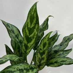 Aglaonema 'Miss Juliette', Topf-Ø 12 Cm, Höhe Ca. 35 Cm 10 Aglaonema 'Miss Juliette', Topf-Ø 12 Cm, Höhe Ca. 35 Cm -Madison Verkäufe 0220108541 Aglaonema Miss Juliette 12cmT H35cm 7 125647