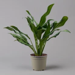 Aglaonema 'Miss Juliette', Topf-Ø 12 Cm, Höhe Ca. 35 Cm 11 Aglaonema 'Miss Juliette', Topf-Ø 12 Cm, Höhe Ca. 35 Cm -Madison Verkäufe 0220108541 Aglaonema Miss Juliette 12cmT H35cm f 126173