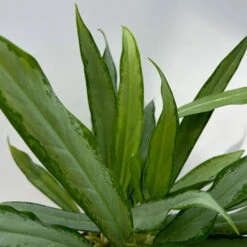 Aglaonema 'White Lance', Topf-Ø 17 Cm, Höhe Ca. 40 Cm -Madison Verkäufe 0220108544 Aglaonema White Lance 17cmT H40cm 2 125650