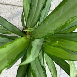 Aglaonema 'White Lance', Topf-Ø 17 Cm, Höhe Ca. 40 Cm -Madison Verkäufe 0220108544 Aglaonema White Lance 17cmT H40cm 4 125652