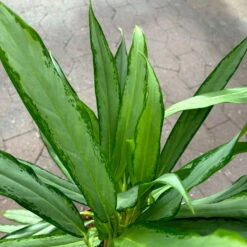 Aglaonema 'White Lance', Topf-Ø 17 Cm, Höhe Ca. 40 Cm -Madison Verkäufe 0220108544 Aglaonema White Lance 17cmT H40cm 5 125651