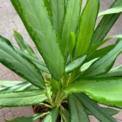 Aglaonema 'White Lance', Topf-Ø 17 Cm, Höhe Ca. 40 Cm -Madison Verkäufe 0220108544 Aglaonema White Lance 17cmT H40cm 6 125649