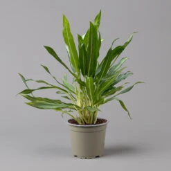 Aglaonema 'White Lance', Topf-Ø 17 Cm, Höhe Ca. 40 Cm -Madison Verkäufe 0220108544 Aglaonema White Lance 17cmT H40cm f 126176