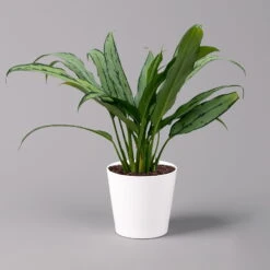 Aglaonema 'Cutlass', Mit Übertopf Dallas Weiß, Topf-Ø 12 Cm 22 Aglaonema 'Cutlass', Mit Übertopf Dallas Weiß, Topf-Ø 12 Cm -Madison Verkäufe 0220108593 Aglaonema Cutlass Dallas weiss 14cm f 126188