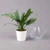 Aglaonema 'Cutlass', Mit Übertopf Dallas Weiß, Topf-Ø 12 Cm -Madison Verkäufe 0220108593 Aglaonema Cutlass Dallas weiss 14cm t 126187