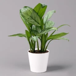 Aglaonema 'Maria Christina', Mit Übertopf Dallas Weiß, Topf-Ø 12 Cm -Madison Verkäufe 0220108599 Aglaonema Maria Christina Dallas weiss 14cm f 126194